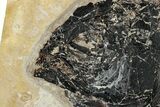 Impressive Fish Fossil (Phareodus) - Wyoming #251885-2